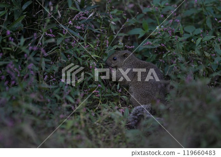 Cute little grey squirrel surrounded by a flower field 119660483