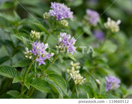 Beautiful blue-purple pentas flowers are in bloom 119660512
