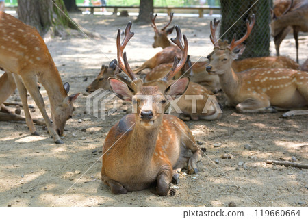 World Heritage · Nara Park World Heritage · Nara Park 119660664