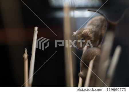 A cute little harvest mouse that lives in the grasslands of Japan A cute little harvest mouse that lives in the grasslands of Japan 119660775