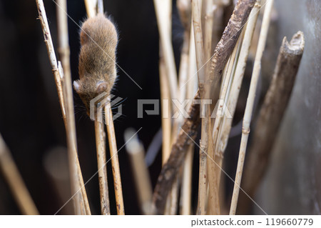 A cute little harvest mouse that lives in the grasslands of Japan A cute little harvest mouse that lives in the grasslands of Japan 119660779