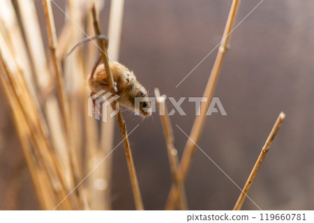 A cute little harvest mouse that lives in the grasslands of Japan 119660781