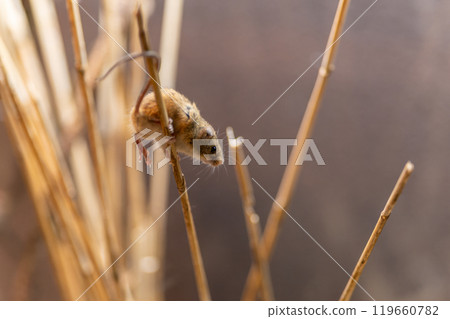 A cute little harvest mouse that lives in the grasslands of Japan 119660782