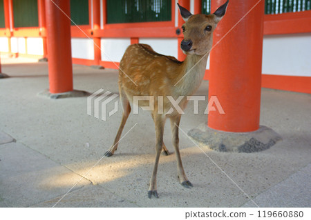 Nara · Kasuga Taisha 119660880