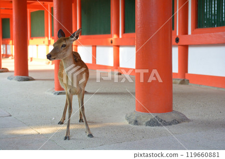 奈良·春日大社 119660881