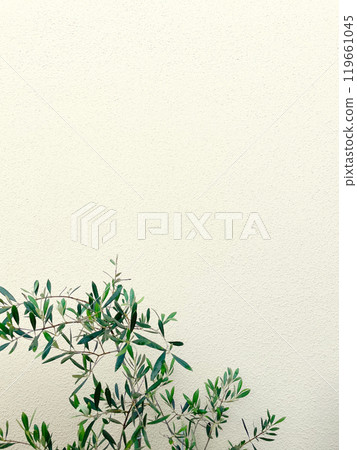 象牙牆前生長的黃綠色橄欖枝和葉子的背景圖像 119661045
