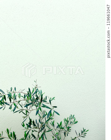 淺綠色牆前生長的深綠色橄欖枝和葉子的背景圖像 119661047