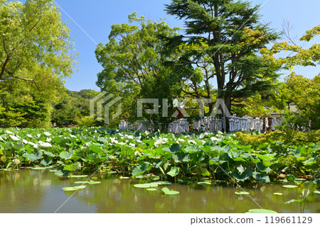Kamakura · Tsurugaoka Hachimangu Shrine 119661129