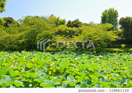 Kamakura · Tsurugaoka Hachimangu Shrine Kamakura · Tsurugaoka Hachimangu Shrine 119661130