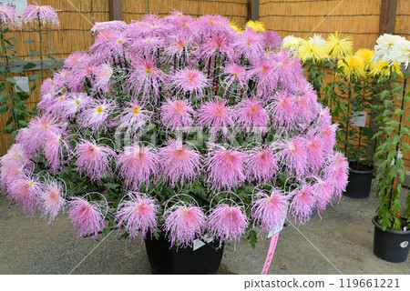 橫濱三溪園 119661221