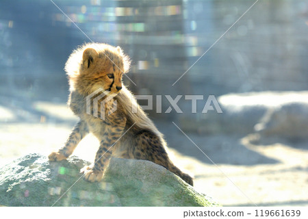 Tama Animal Park / Cheetah baby 119661639