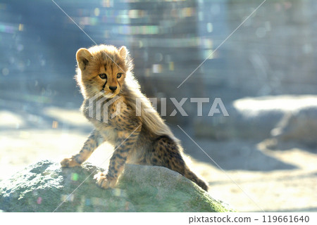 多摩動物園/獵豹寶貝 119661640