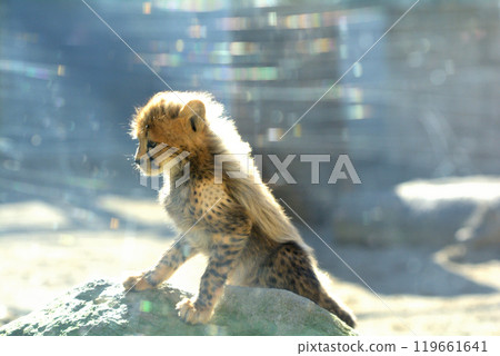 多摩動物園/獵豹寶貝 多摩動物園/獵豹寶貝 119661641