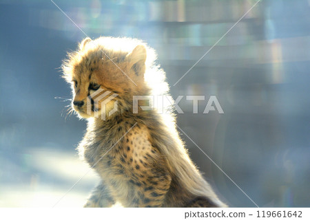 多摩動物園/獵豹寶貝 多摩動物園/獵豹寶貝 119661642