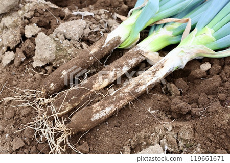 Harvest of green onion 119661671