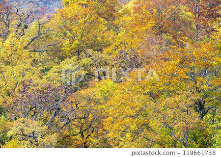 Autumn foliage in Zao, Miyagi Prefecture. Autumn foliage in the direction of Mount Eboshi seen from Eboshi Ski Resort. Zao Town, Miyagi Prefecture. Autumn foliage in Zao, Miyagi Prefecture. Autumn foliage in the direction of Mount Eboshi seen from Eboshi Ski Resort. Zao Town, Miyagi Prefecture. 119661738