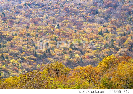 宮城藏王的紅葉、從宮城縣藏王町烏帽滑雪場看到的五星山方向的紅葉 宮城藏王的紅葉、從宮城縣藏王町烏帽滑雪場看到的五星山方向的紅葉 119661742