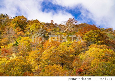 宮城藏王的紅葉、從宮城縣藏王町烏帽滑雪場看到的五星山方向的紅葉 119661744