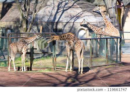 Giraffe of Tama Animal Park 119661747