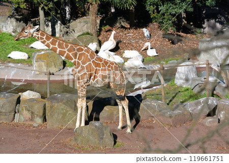 Giraffe of Tama Animal Park Giraffe of Tama Animal Park 119661751