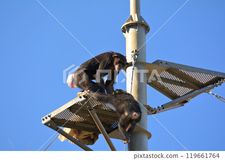 Chimpanzees in Tama Animal Park 119661764
