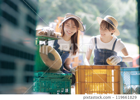 A young woman preparing harvested potatoes for shipment A young woman preparing harvested potatoes for shipment 119661829