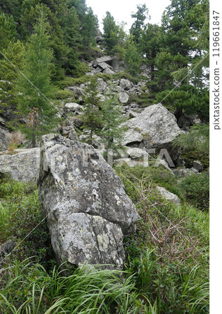 Rocky Hillside with Boulders and Green Foliage Rocky Hillside with Boulders and Green Foliage 119661847