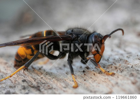 Closeup on the agressive , invasive Asian hornet, VEspa velutina a major pest for honey-bee keepers 119661860
