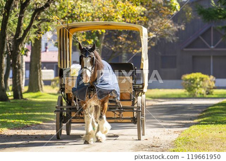 Autumn tourist ranch, forest path and horse-drawn carriage, Tomakomai, Hokkaido Autumn tourist ranch, forest path and horse-drawn carriage, Tomakomai, Hokkaido 119661950