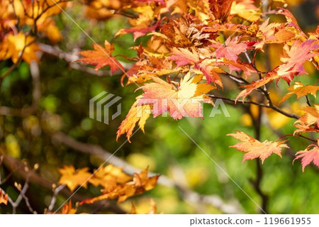 Autumn leaves in Miyagi Zao, view from Eboshi Ski Resort, Zao Town, Miyagi Prefecture 119661955