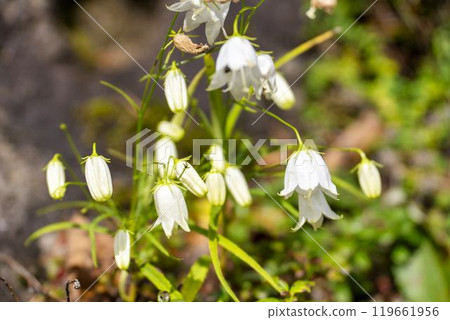 Autumn in Miyagi Zao: Beautiful blooming rock jasmine flowers in Zao Town, Miyagi Prefecture 119661956