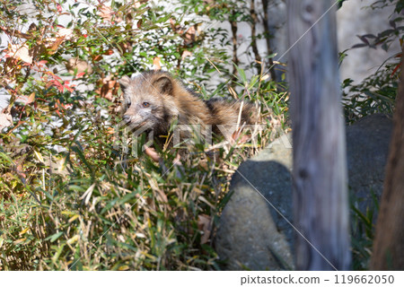 Raccoon dog in Tama animal park 119662050