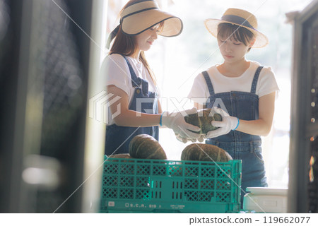 Young women preparing harvested vegetables for shipment Young women preparing harvested vegetables for shipment 119662077