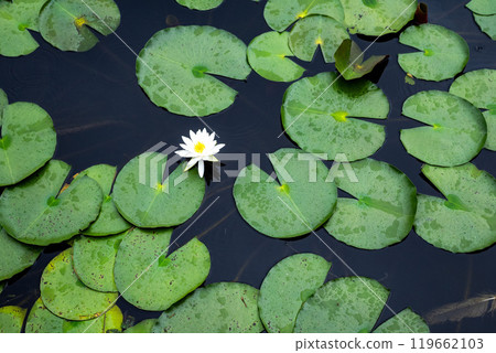 開花在池塘的睡蓮 119662103
