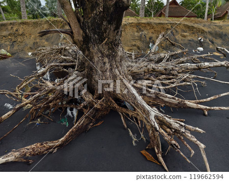 A tree stump is currently laying on the beach close to the ocean 119662594