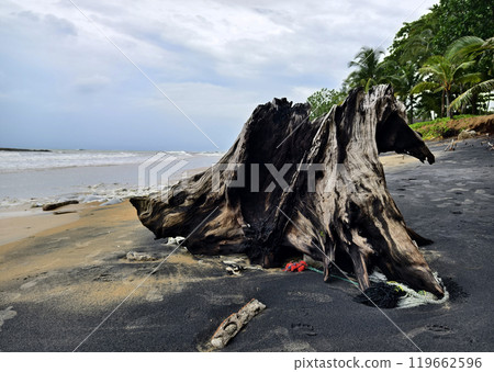 A large pile of driftwood is resting on top of a beautiful sandy beach A large pile of driftwood is resting on top of a beautiful sandy beach 119662596