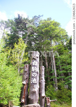  白色池塘池塘 119662613