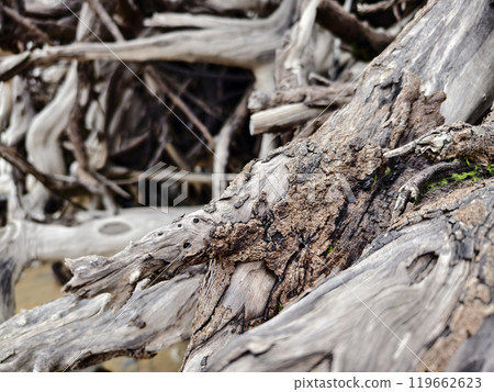 large pile consisting of branches and twigs located on the beach large pile consisting of branches and twigs located on the beach 119662623
