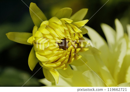 Japanese Dahlia 119662721