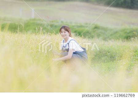 Young woman harvesting rice Young woman harvesting rice 119662769