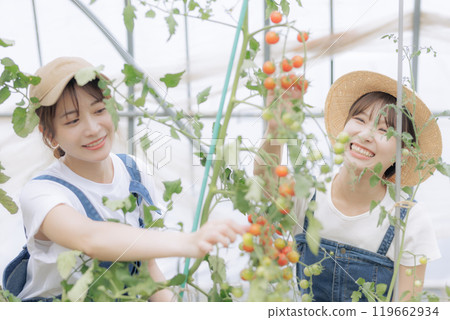 Young women harvesting vegetables Young women harvesting vegetables 119662934