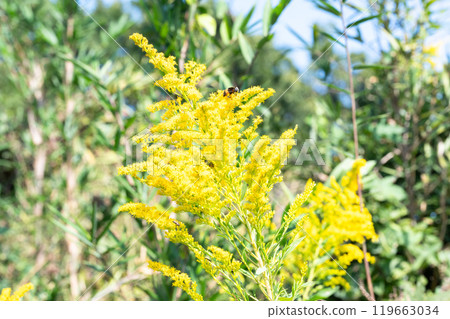 一隻蜜蜂從草叢中吸取花蜜 一隻蜜蜂從草叢中吸取花蜜 119663034