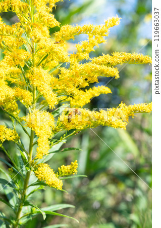 一隻蜜蜂從草叢中吸取花蜜 119663037