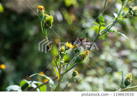 Ochabanese seri 吸食草地上的花蜜 119663038