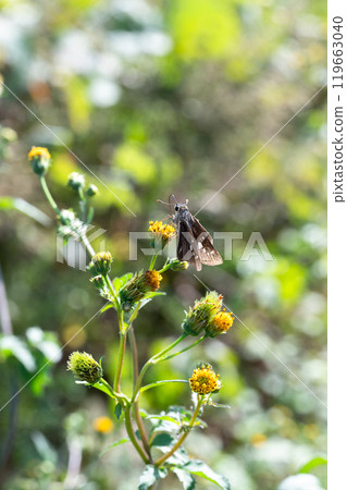 Ochabanese seri 吸食草地上的花蜜 119663040