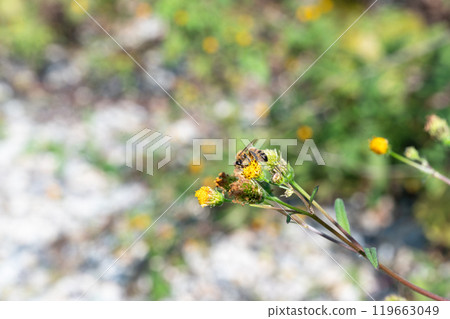 蜜蜂從開花植物吸取花蜜 119663049
