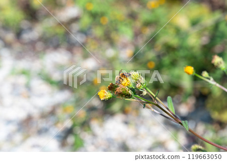 蜜蜂從開花植物吸取花蜜 119663050