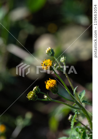 Bidens flower (sticky bug) Bidens flower (sticky bug) 119663054