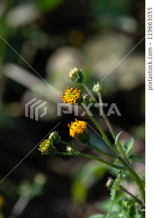 仙丹草花（Hittsukimushi） 119663055