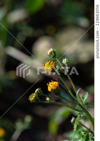 仙丹草花（Hittsukimushi） 119663056